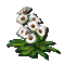 바람꽃 이미지